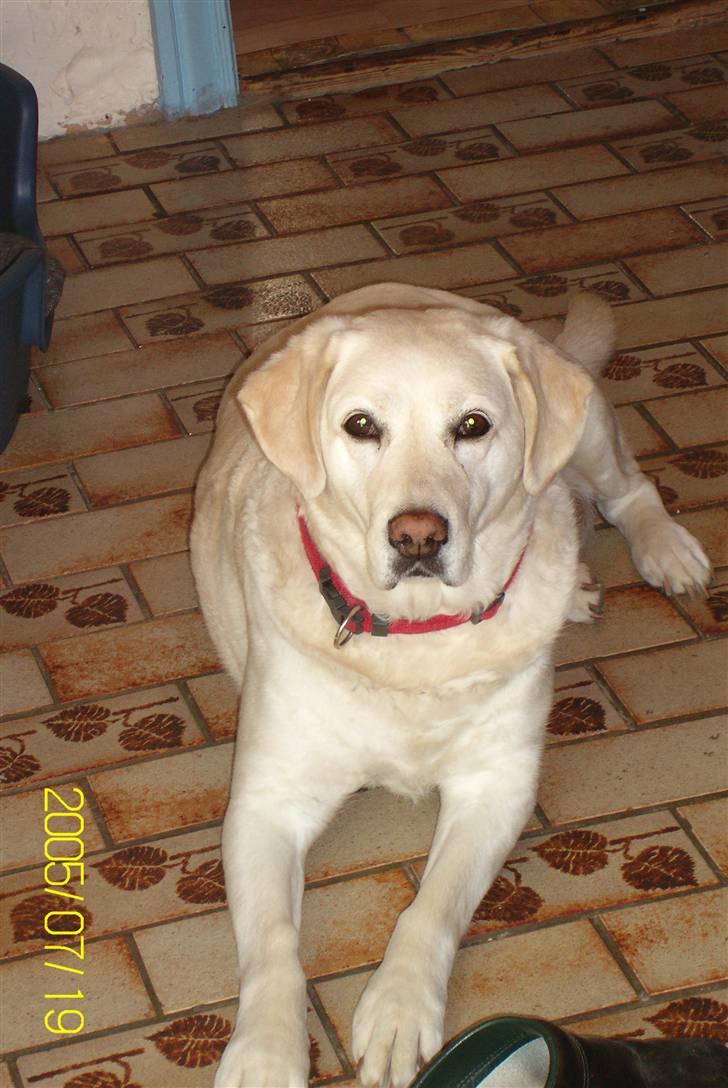 Golden retriever Tøsen **R I P** billede 2