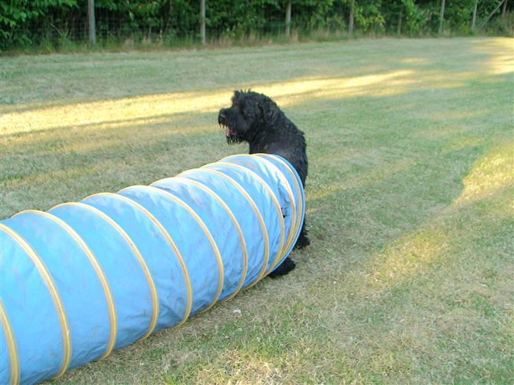 Sort russisk terrier Romanov - Død - Min bedste ven. <3 billede 13