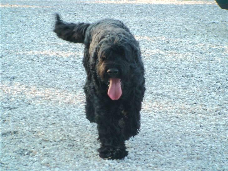 Sort russisk terrier Romanov - Død - Min bedste ven. <3 billede 14