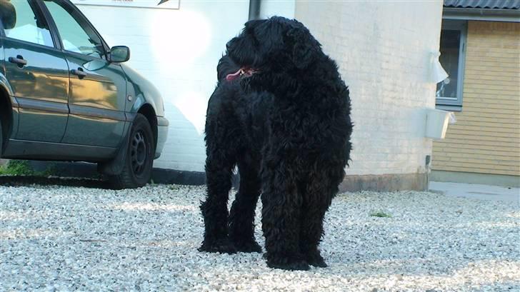 Sort russisk terrier Romanov - Død - Min bedste ven. <3 billede 15