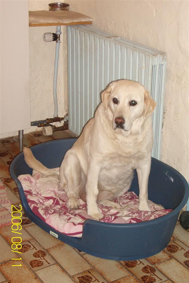 Golden retriever Tøsen **R I P** billede 3