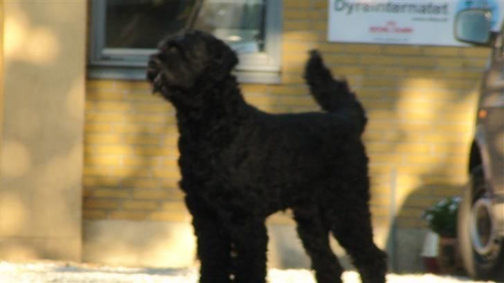 Sort russisk terrier Romanov - Død - Min bedste ven. <3 billede 16