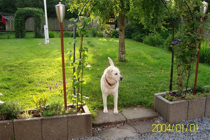 Golden retriever Tøsen **R I P** - Så står jeg lige og kigge ud i verden billede 4