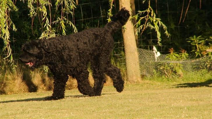 Sort russisk terrier Romanov - Død - Min bedste ven. <3 billede 17