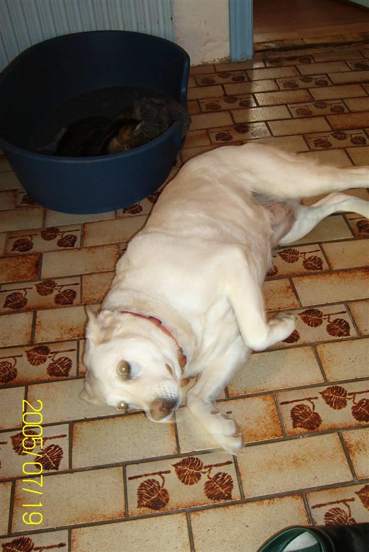 Golden retriever Tøsen **R I P** - Vil lege lidt billede 5