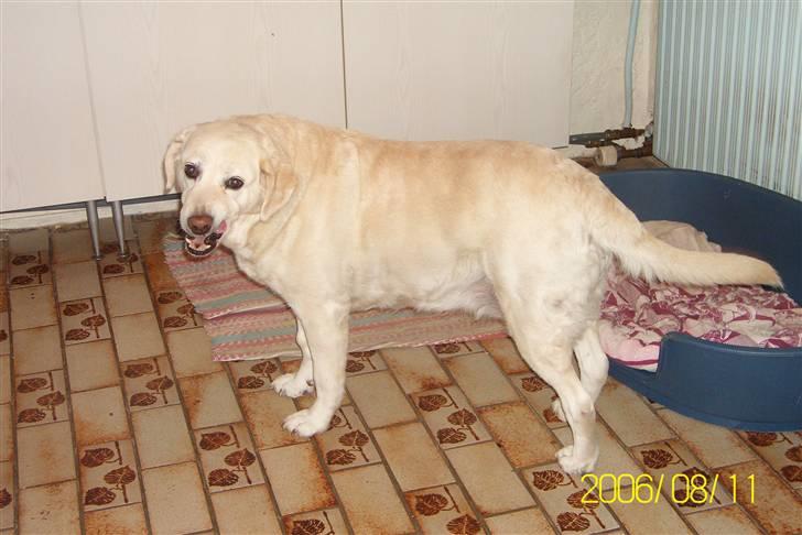 Golden retriever Tøsen **R I P** billede 6