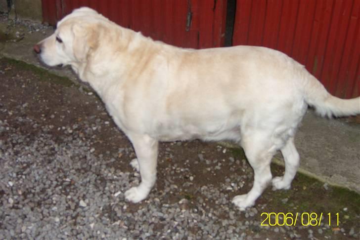 Golden retriever Tøsen **R I P** billede 7