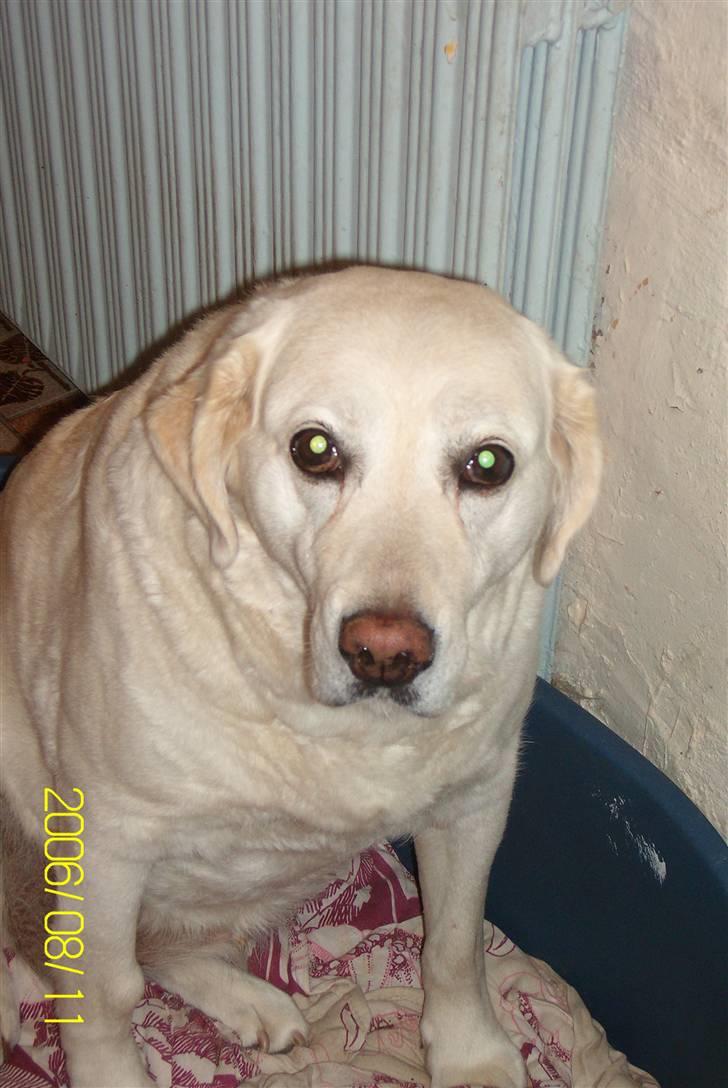 Golden retriever Tøsen **R I P** - Mine søde bamseøjne billede 8