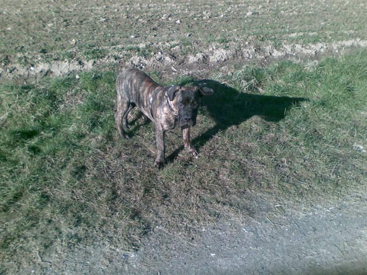 Boerboel Anasha Zanto - Mark tur. billede 11