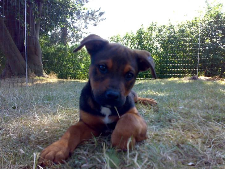 Blanding af racer Amstaff/Rotte - Specki* - 4/7-08´ billede 1