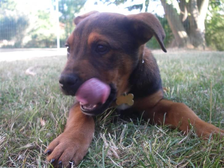 Blanding af racer Amstaff/Rotte - Specki* - "Skal lige have resterne med" billede 2