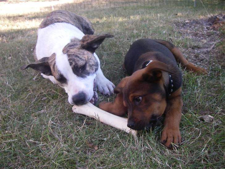 Blanding af racer Amstaff/Rotte - Specki* - "Det er godt Mille vil dele med mig en gang imellem" billede 4