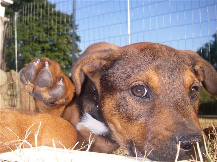 Blanding af racer Amstaff/Rotte - Specki* - "Hi hvis jeg drejer hovedet kan jeg se mine fødder" billede 5