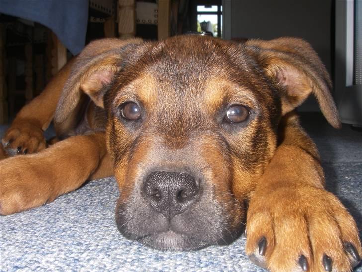 Blanding af racer Amstaff/Rotte - Specki* - "Du er godt nok tæt på mig med den der" billede 6