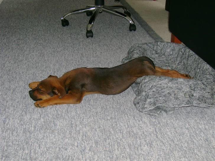 Blanding af racer Amstaff/Rotte - Specki* - "Jeg ligger bare rigtig skønt, selvom det ser akavet ud ;)" billede 8