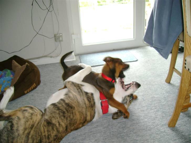 Blanding af racer Amstaff/Rotte - Specki* - "Ha! endelig fik jeg dig Mille" billede 11