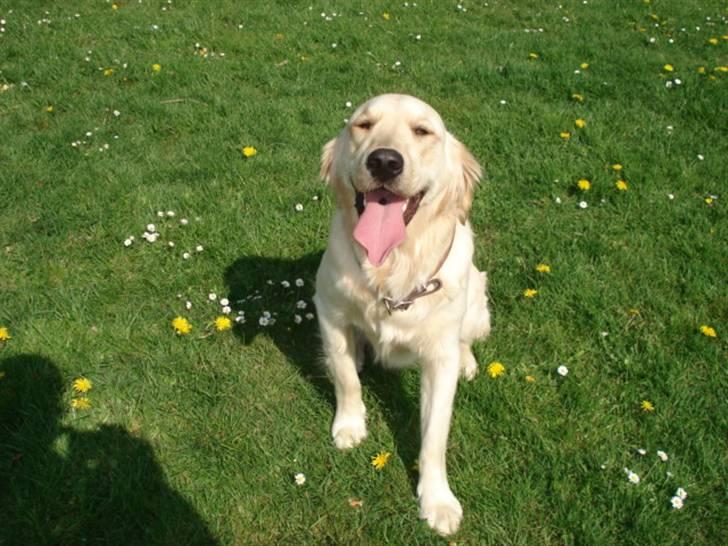 Golden retriever Lundtoftgårds Kato billede 10