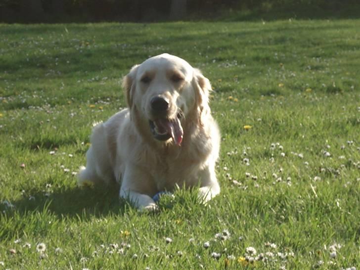 Golden retriever Lundtoftgårds Kato billede 11