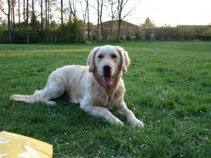 Golden retriever Lundtoftgårds Kato billede 12