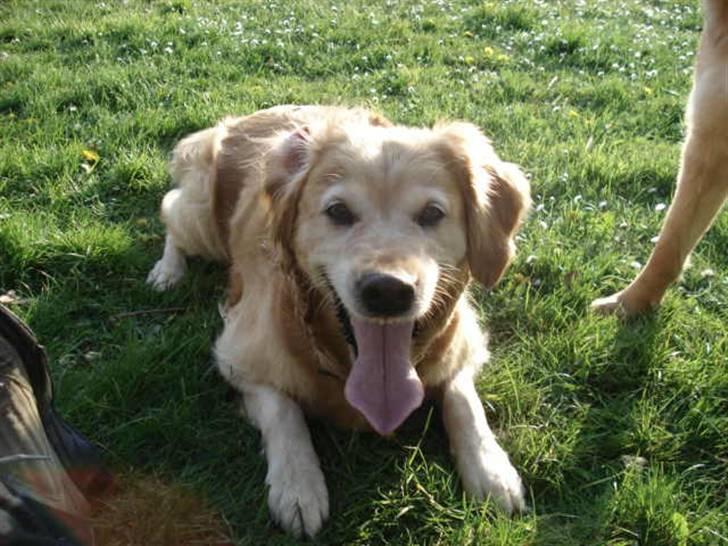 Golden retriever Sascha billede 7