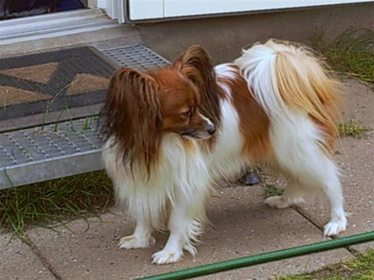 Papillon Gallinas Wild Bear (Niki) billede 1