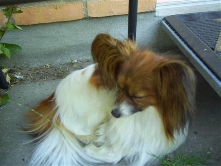 Papillon Gallinas Wild Bear (Niki) billede 2