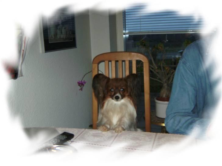 Papillon Gallinas Wild Bear (Niki) billede 3