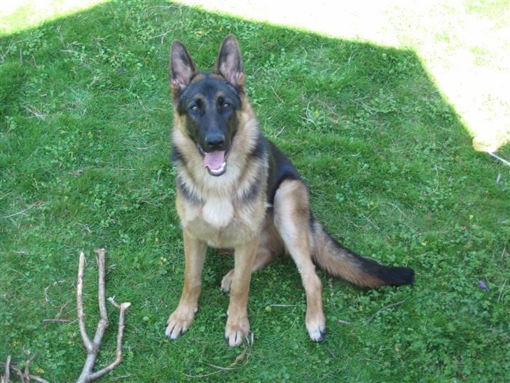 Schæferhund Chiko billede 11