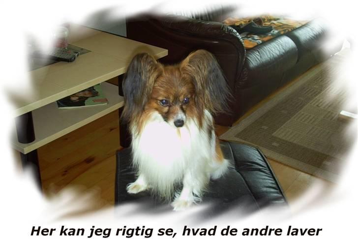 Papillon Gallinas Wild Bear (Niki) billede 4