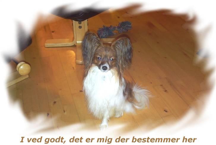 Papillon Gallinas Wild Bear (Niki) billede 5