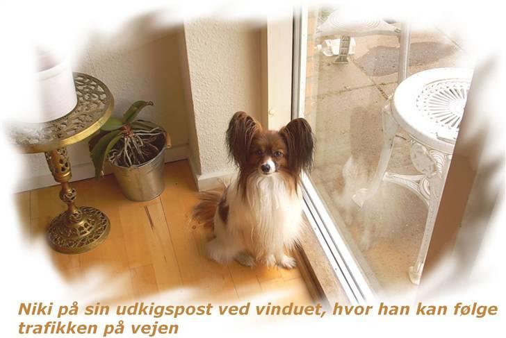 Papillon Gallinas Wild Bear (Niki) billede 6