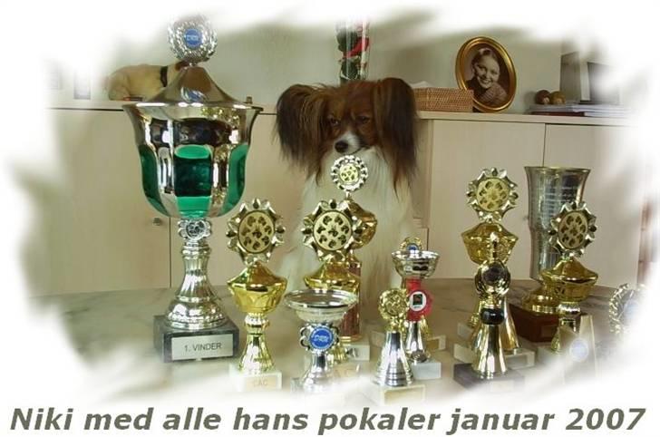 Papillon Gallinas Wild Bear (Niki) billede 7