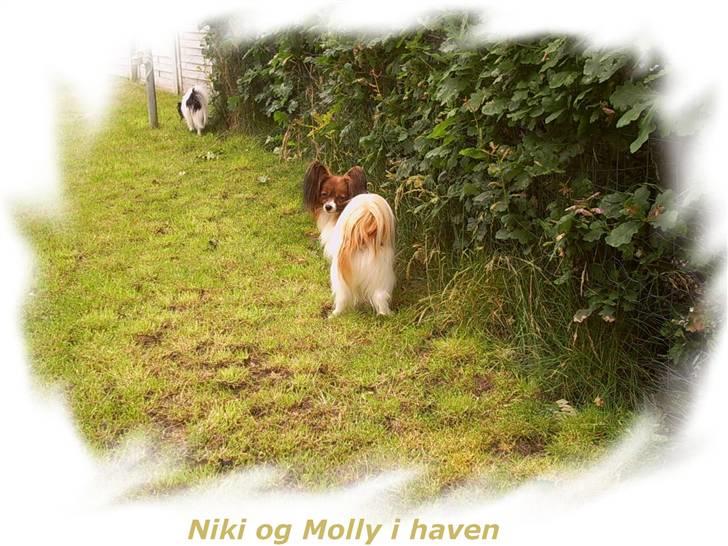 Papillon Gallinas Wild Bear (Niki) billede 8