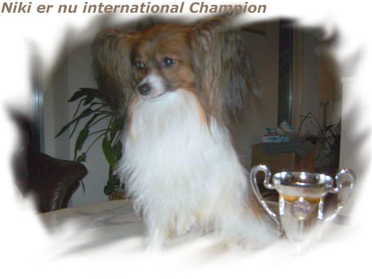 Papillon Gallinas Wild Bear (Niki) billede 9