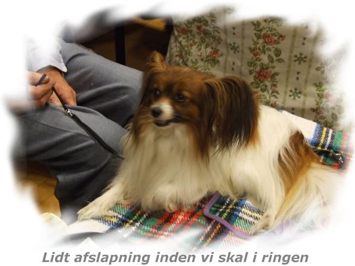 Papillon Gallinas Wild Bear (Niki) billede 10