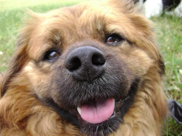 Blanding af racer Joy billede 1