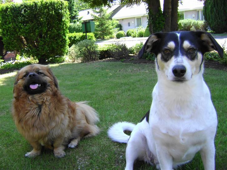 Blanding af racer Joy billede 2