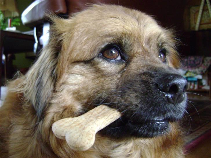 Blanding af racer Joy billede 3