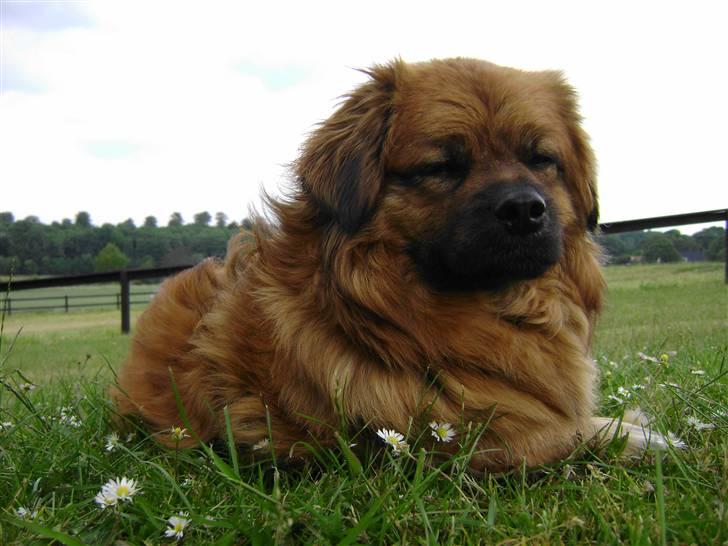 Blanding af racer Joy billede 4