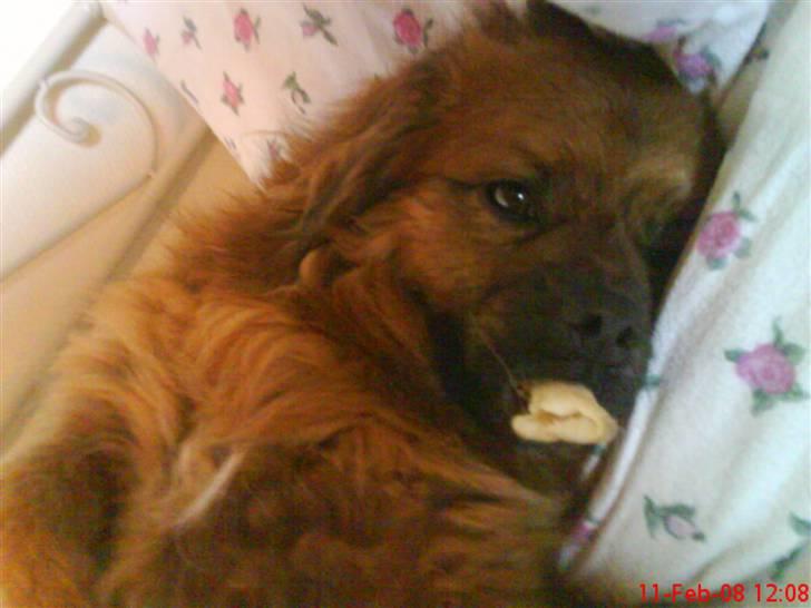 Blanding af racer Joy billede 5