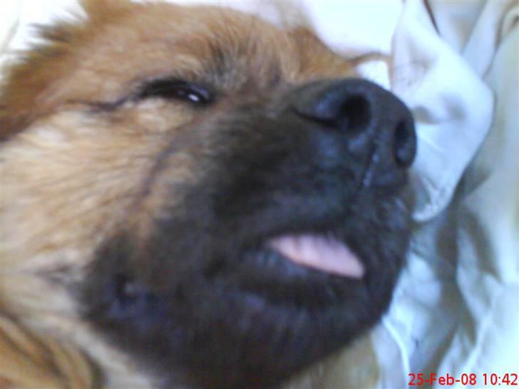 Blanding af racer Joy billede 6