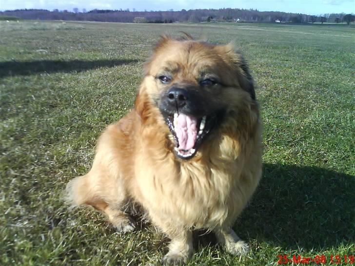 Blanding af racer Joy billede 7