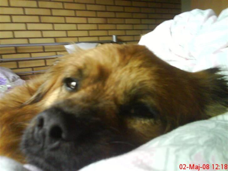 Blanding af racer Joy billede 8