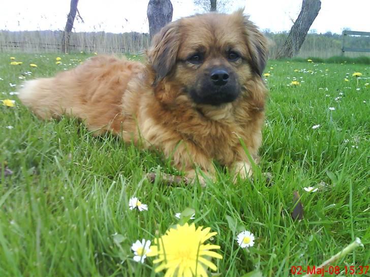 Blanding af racer Joy billede 9