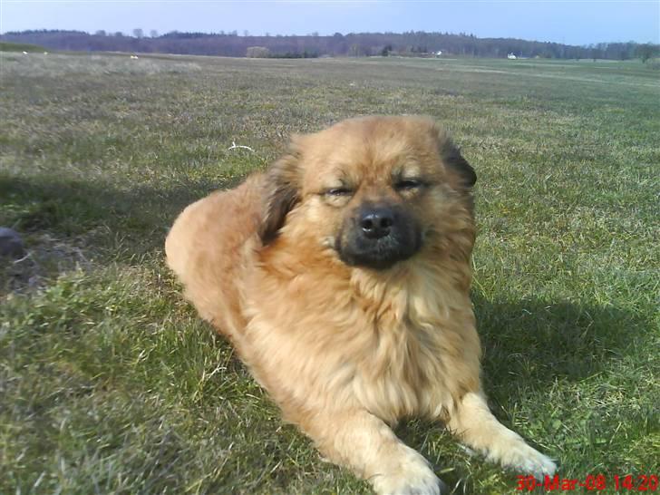 Blanding af racer Joy billede 10