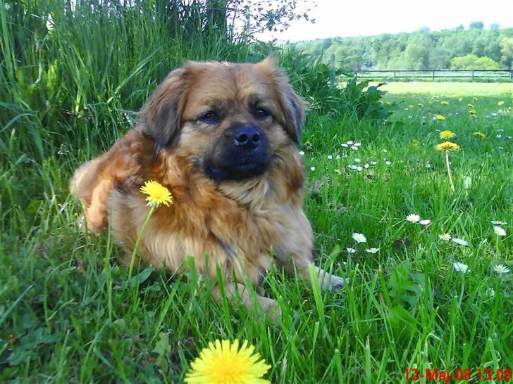 Blanding af racer Joy billede 11