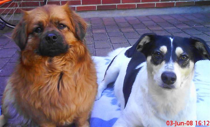 Blanding af racer Joy billede 12