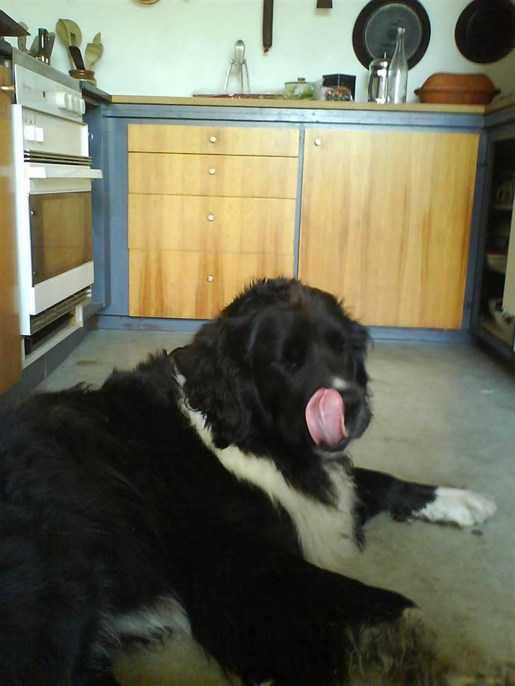 Newfoundlænder Frøken billede 19