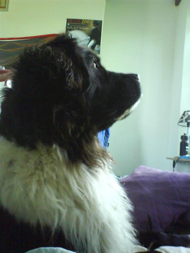 Newfoundlænder Frøken billede 20