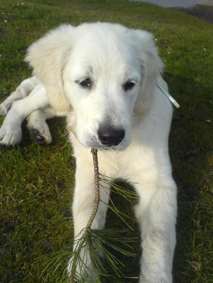 Golden retriever Eddie billede 3